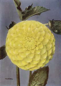 Fancy Dahlia, Mrs Saunders