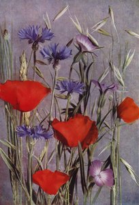 Flowers of the Cornfield by English Photographer