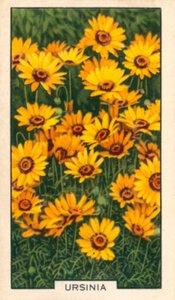 Garden Flowers: Ursinia