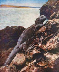 Great Marine Iguana on One of the Galapagos Islands by English Photographer