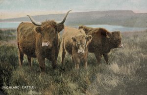 Highland Cattle