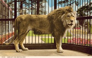 Lion at Bristol Zoo