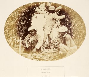 Mallees (Gardeners), Hindus, Madras, from The People of India, by J. Forbes Watson, published 1868 by English Photographer