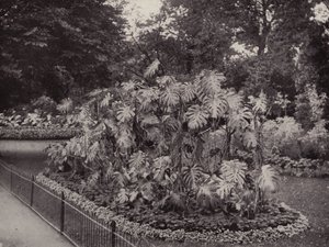 Monstera Deliciosa in Battersea Park by English Photographer