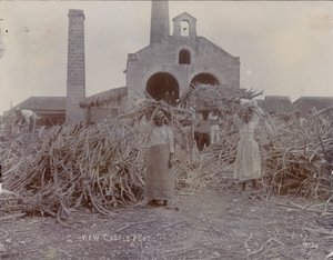 Newcastle Plantation, 1880 by English Photographer