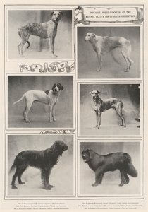 Notable Prize-Winners at the Kennel Clubs Forty-Sixth Exhibition by English Photographer