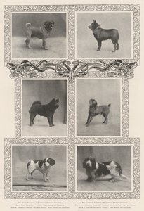 Notable Prize-Winners at the Kennel Clubs Forty-Sixth Exhibition