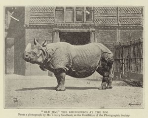 Old Jim, the Rhinoceros at the Zoo