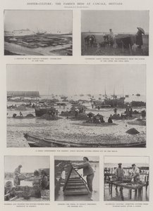 Oyster-Culture, the Famous Beds at Cancale, Brittany