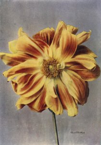 Paeony-Flowered Dahlia, The Geisha