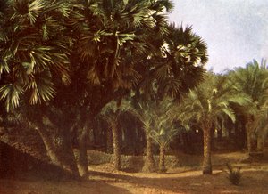 Palm Grove Near Karnak, Egypt by English Photographer