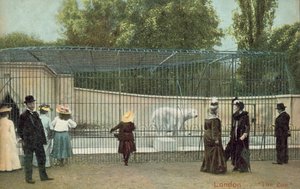 People visiting the polar bear enclosure at London Zoo