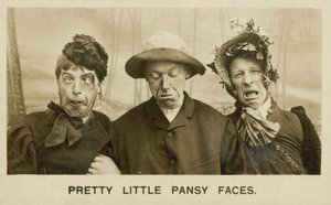 Pretty Little Pansy Faces by English Photographer
