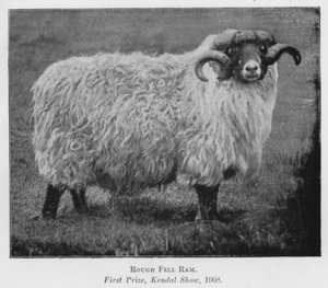 Rough Fell Ram, First Prize, Kendal Show by English Photographer