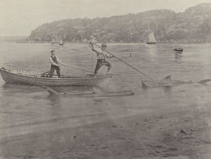Shark Fishing, Chowder Bay by English Photographer
