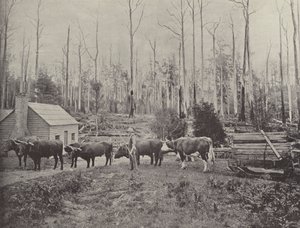 Sledding Timber at Lebrina, Tasmania by English Photographer