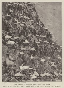 Solan Geese on the Bass Rock in the Firth of Forth