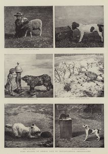 Some Studies of Animal Life by Instantaneous Photography