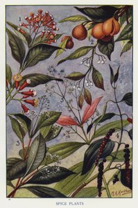 Spice Plants