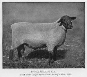 Suffolk Shearling Ram, First Prize, Royal Agricultural Society