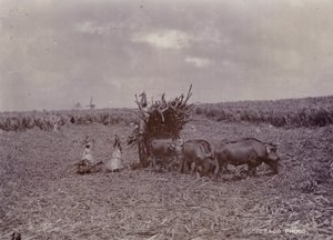 Sugar plantation, Barbados, 1880 by English Photographer