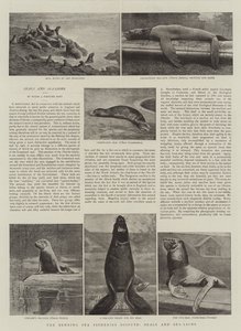 The Behring Sea Fisheries Dispute, Seals and Sea-Lions