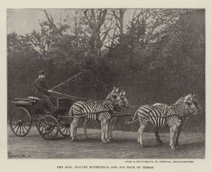 The Honourable Walter Rothschild and his Team of Zebras by English Photographer