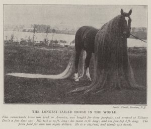 The Longest-Tailed Horse in the World by English Photographer