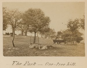 The Park - One Tree Hill, Greenwich by English Photographer