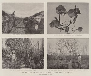 The Plague of Locusts in the Argentine Republic by English Photographer