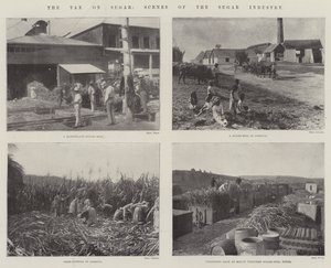 The Tax on Sugar, Scenes of the Sugar Industry