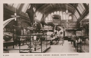 The Victoria and Albert Museum, South Kensington, London, fish gallery by English Photographer