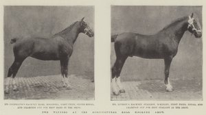 Two Winners at the Agricultural Hall Hackney Show by English Photographer
