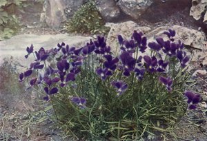 Viola Gracilis