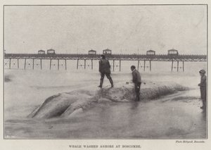 Whale Washed Ashore at Boscombe by English Photographer