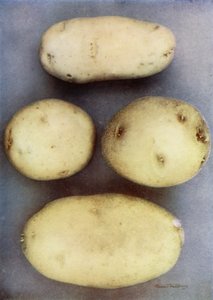 White Potatoes