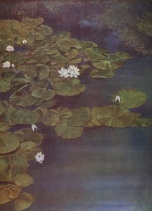 White Water-Lilies by English Photographer
