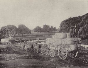 Wool-Teams, En Route to a Railway by English Photographer