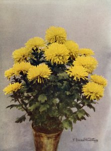 Yellow Caprice of Spring