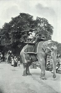 Zoological Gardens, Children Riding on the Elephants by English Photographer