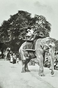 Zoological Gardens, Regents Park: Elephant Rides, London, c.1895 by English Photographer