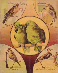 4th of cover: couple of birds and others birds, english