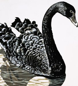A Black Swan