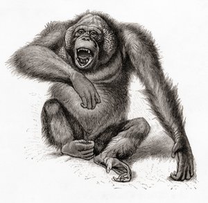 A Bornean Orangutan, Pongo Pygmaeus, Also Spelled Orang-utan, Orangutang, or Orang-utang. From Meyers Lexicon, Published 1924 by English School