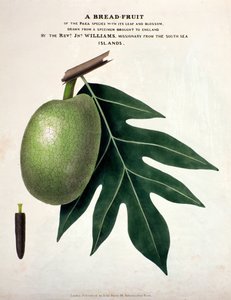 A Bread-Fruit by English School