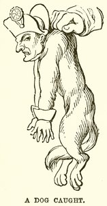 A Dog Caught by English School