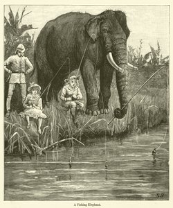 A Fishing Elephant