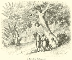 A Forest in Madagascar by English School