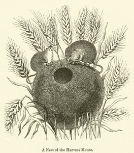 A Nest of the Harvest Mouse by English School