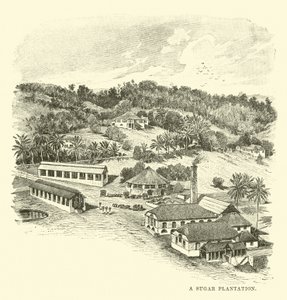 A Sugar Plantation by English School